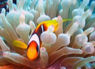  Clownfisch und Anemone 